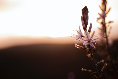 紫花浅聚焦摄影